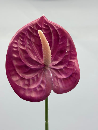 Anthurium Single Stem