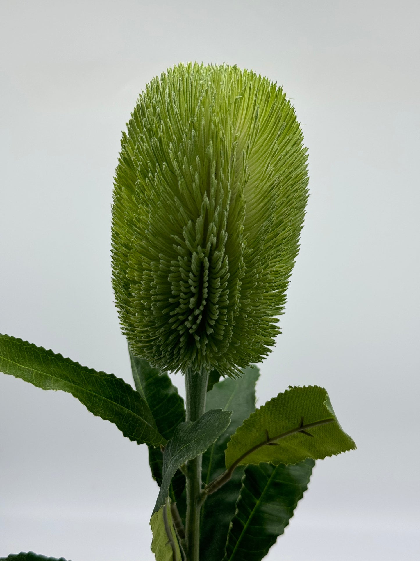 Australian Banksia Green Stem Real Touch