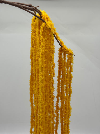 Amaranthus