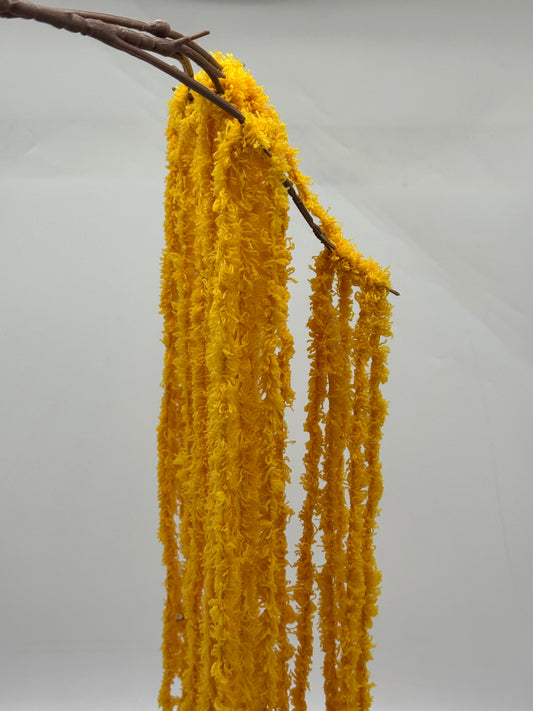 Amaranthus