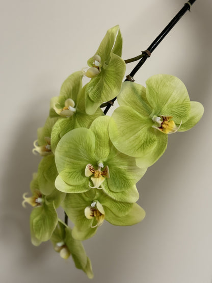 Real Touch Phalaenopsis Orchid Stem Green