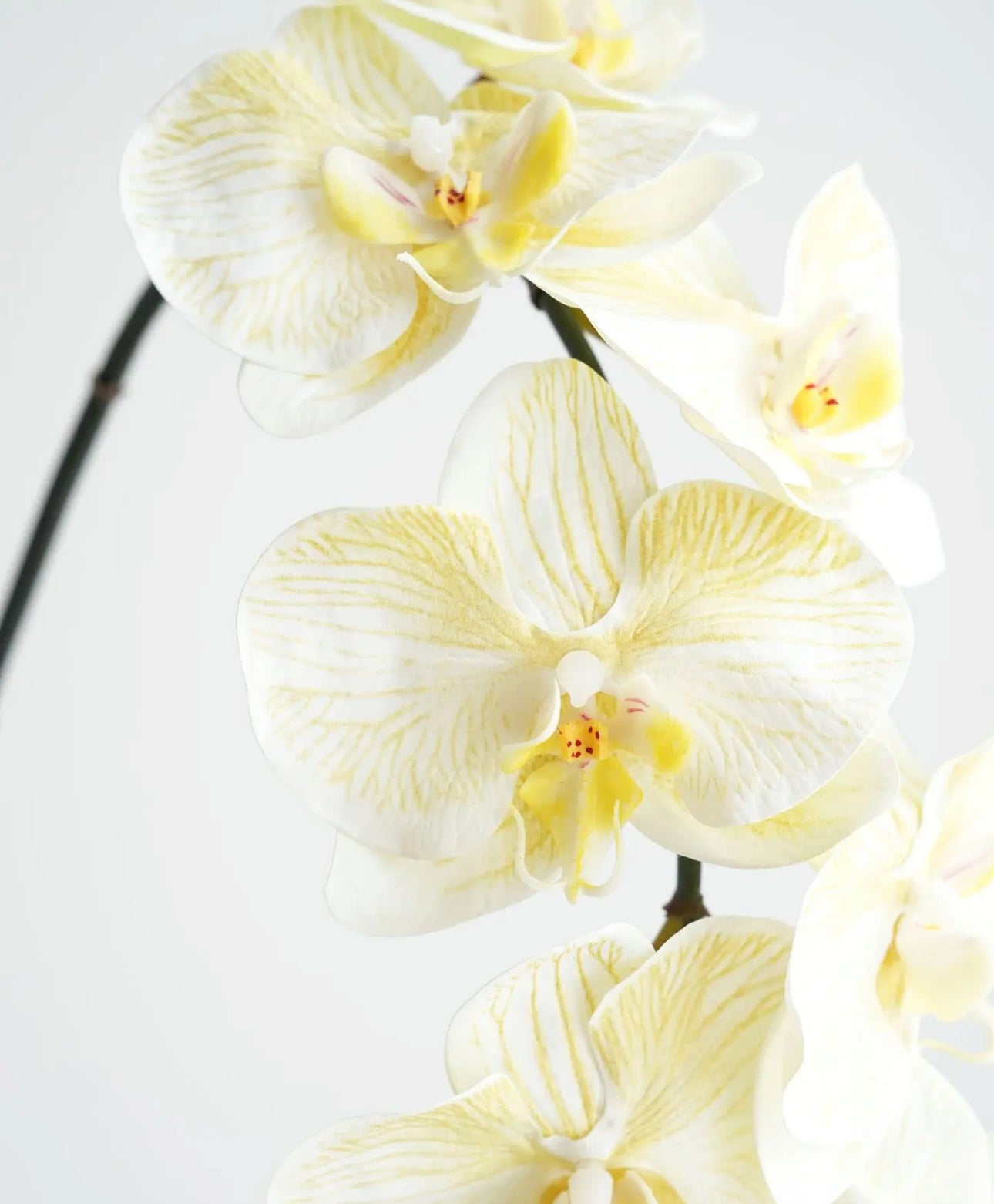 Real Touch Phalaenopsis Orchid Stem Yellow