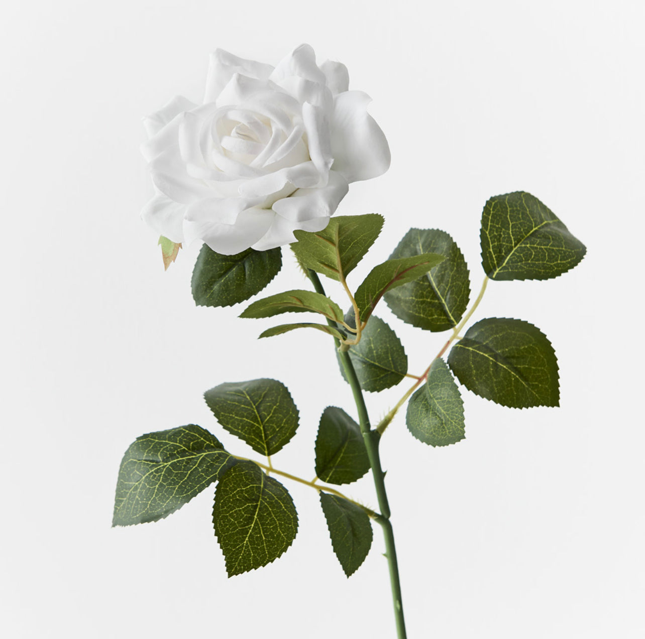 Rose Single Stem Winter White