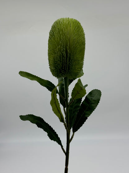 Australian Banksia Green Stem Real Touch