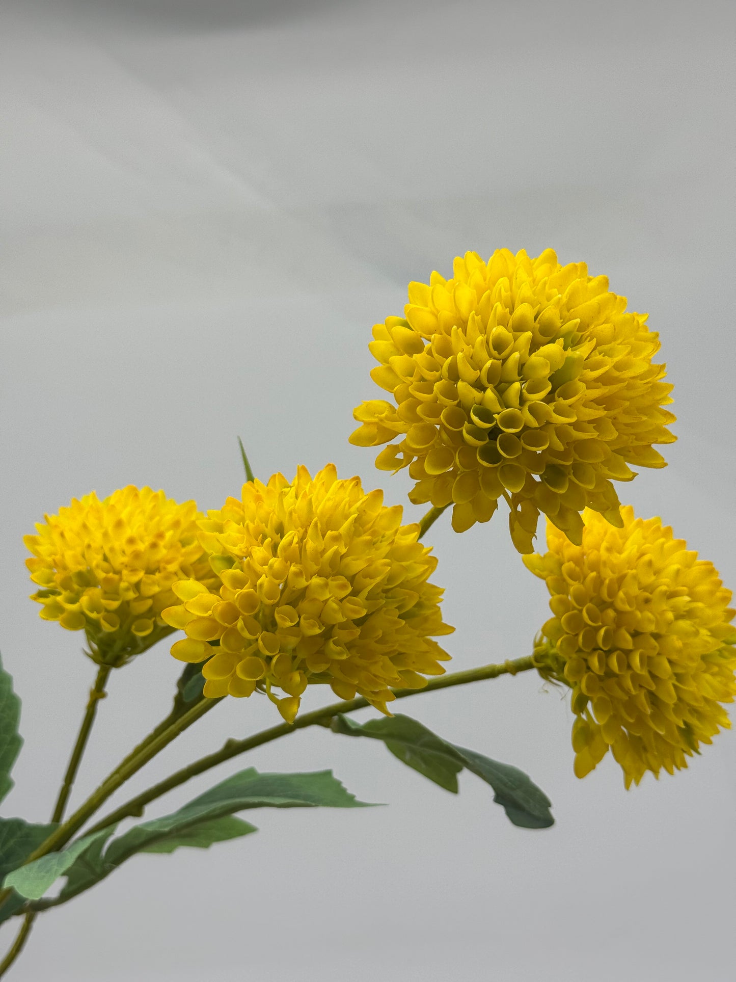 Chrysanthemum Spray 4H