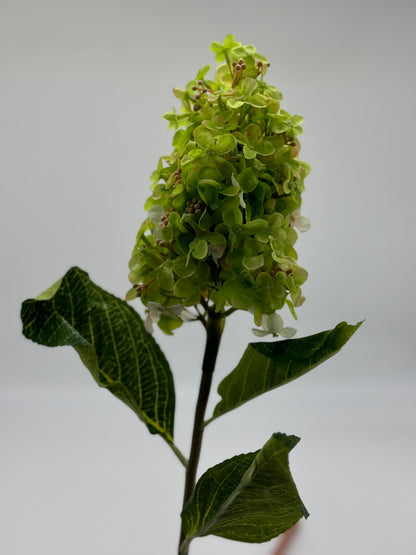 Hydrangea cone