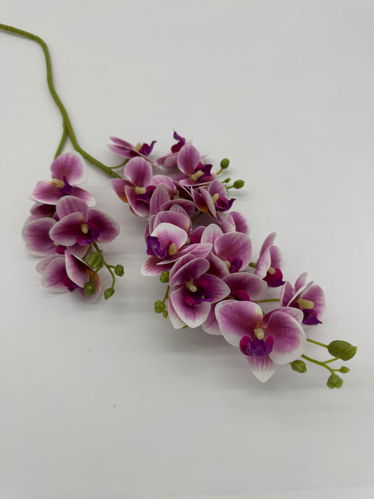 Orchid Phalaenopsis Spray Purple