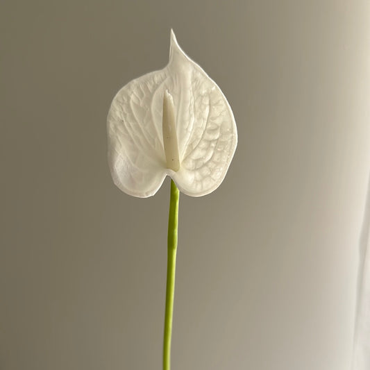 Real Touch Anthurium White Small