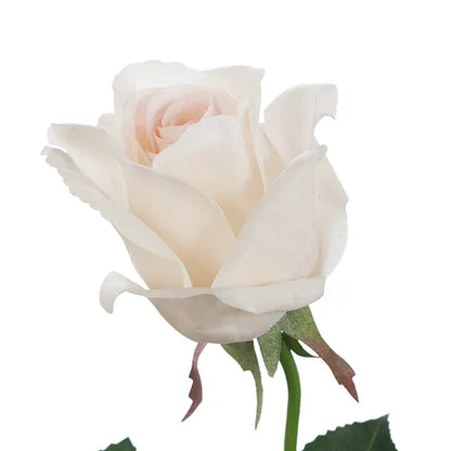 Real Touch Small Yvie Rose Single Stem Ivory