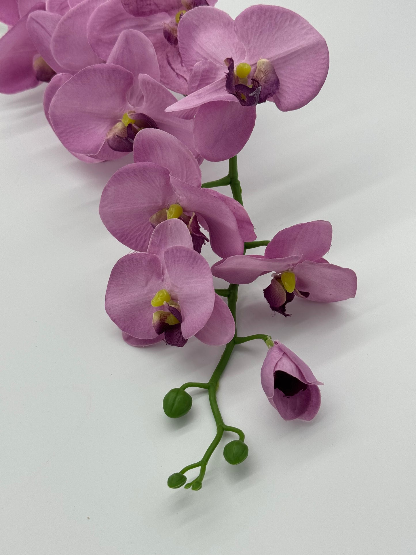 Single Stem Orchid Phalaenopsis Purple