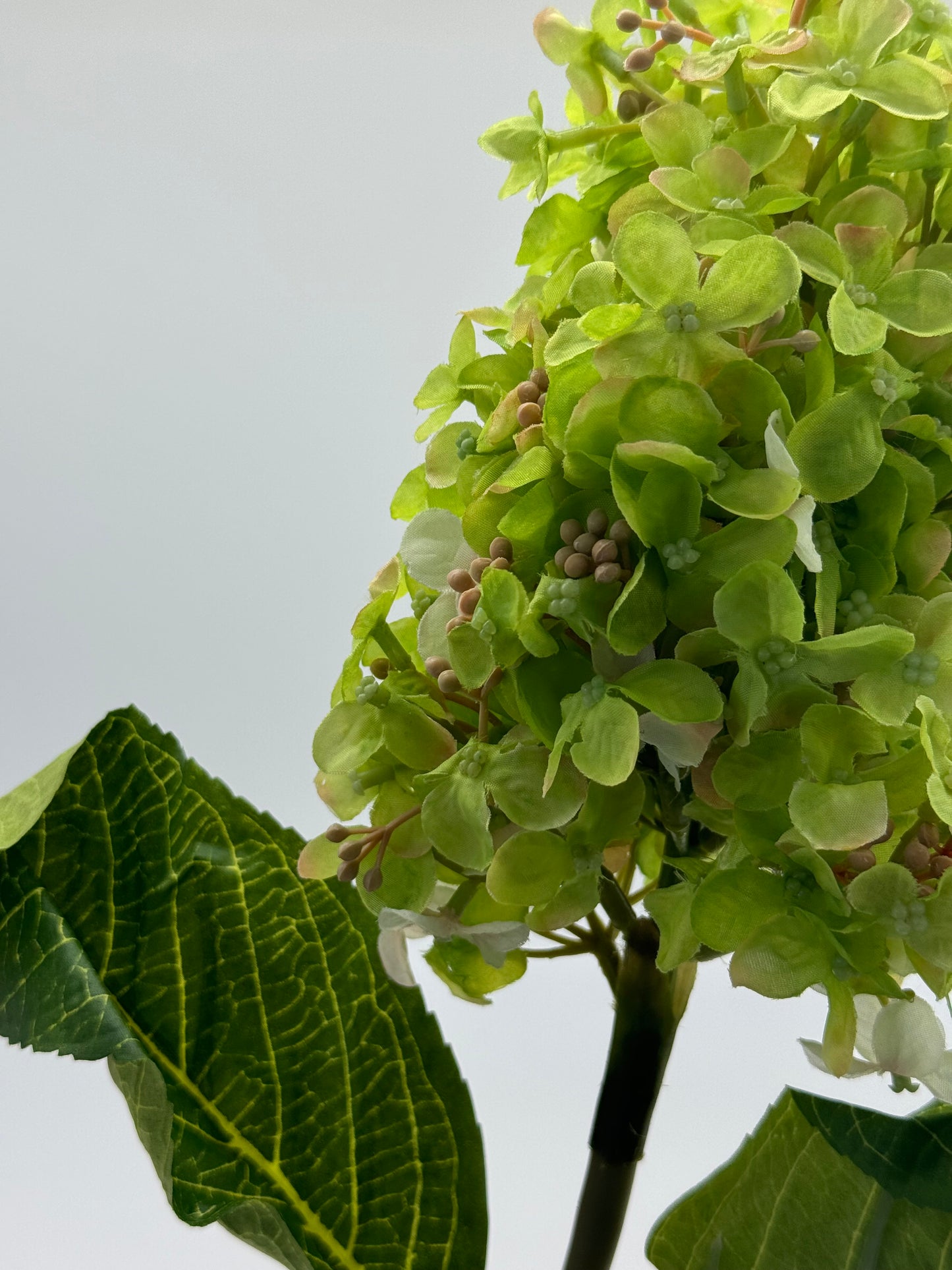 Hydrangea cone