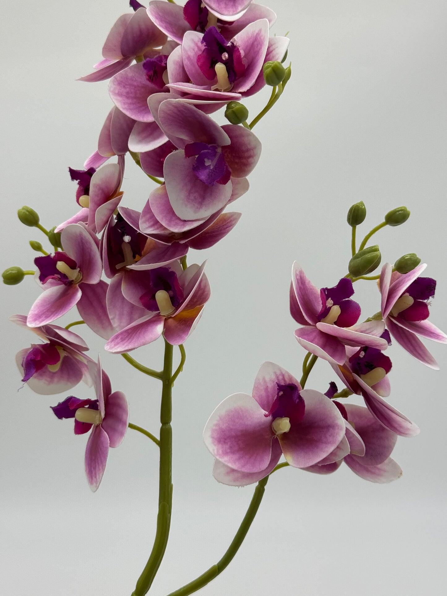 Orchid Phalaenopsis Spray Purple