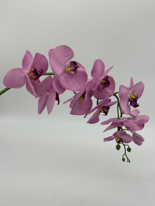 Single Stem Orchid Phalaenopsis Purple