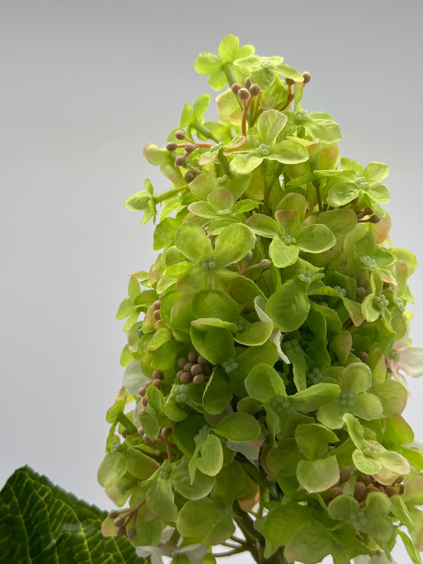 Hydrangea cone