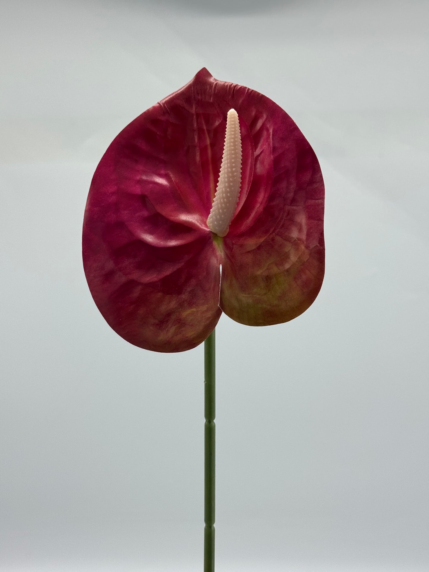 Anthurium Single Stem