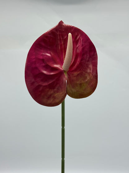 Anthurium Single Stem