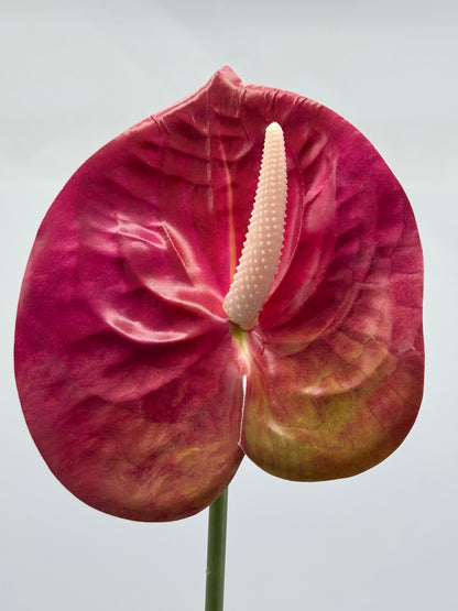 Anthurium Single Stem