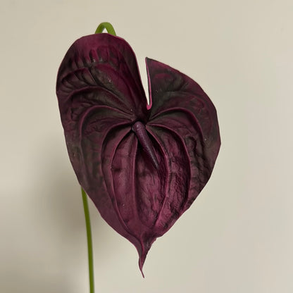 Real Touch Large Anthurium Deep Purple Wine