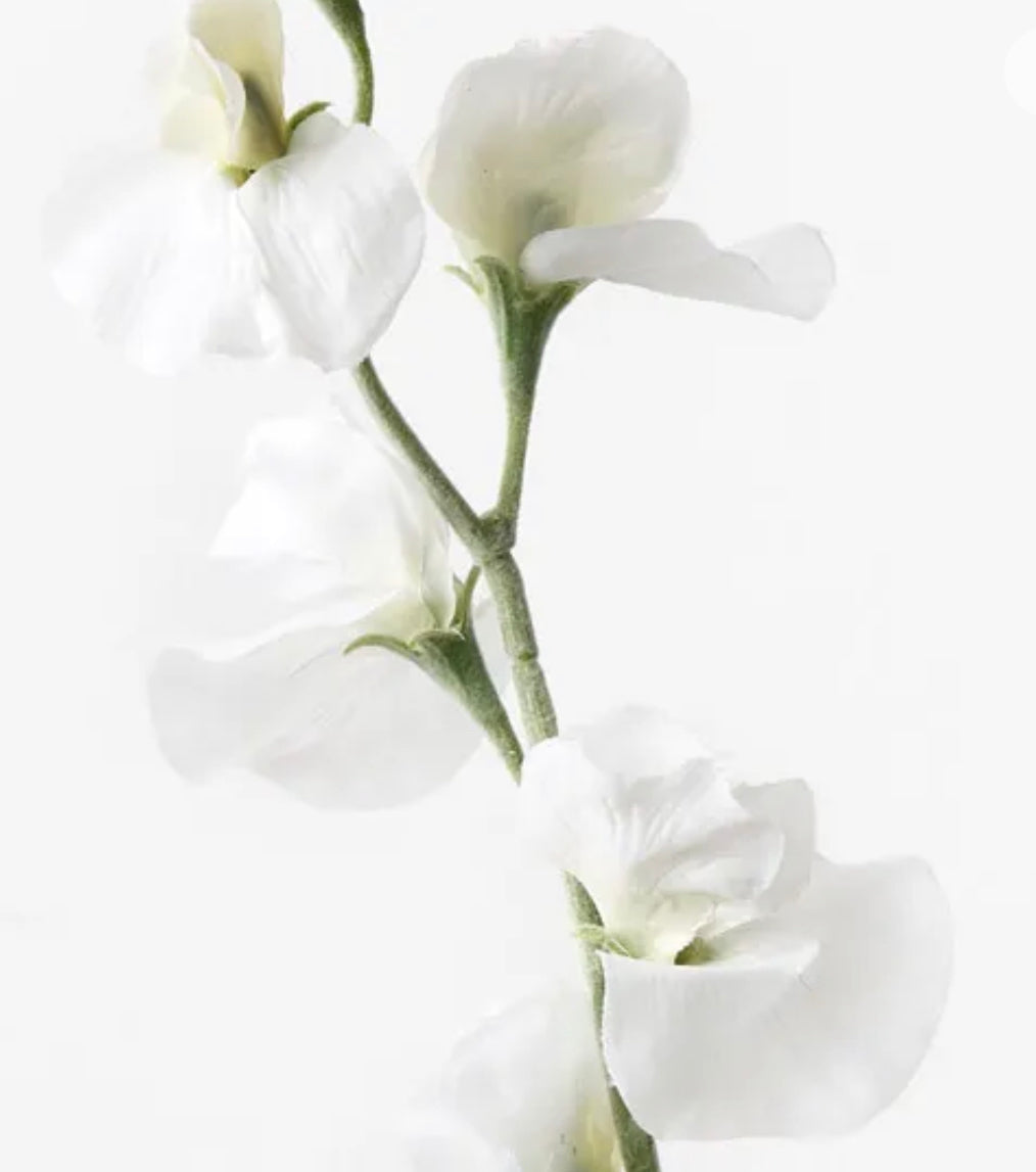 Sweetpea Spray White