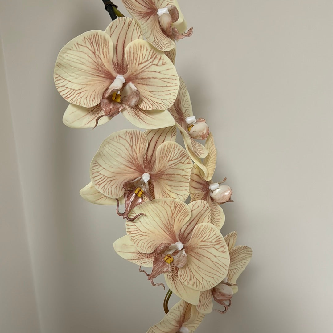 Real Touch Phalaenopsis Orchid Stem Ivory Mocha