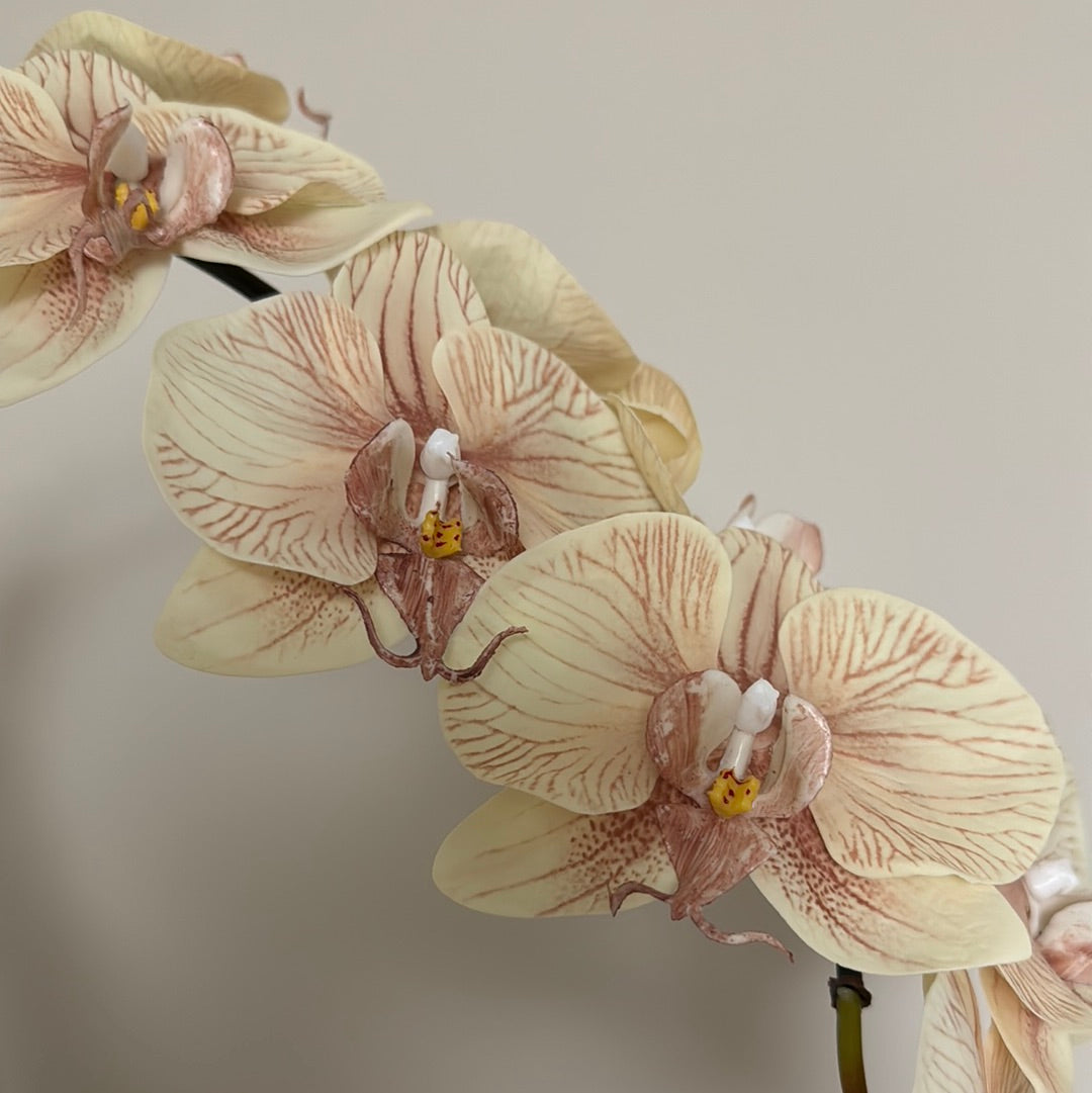 Real Touch Phalaenopsis Orchid Stem Ivory Mocha