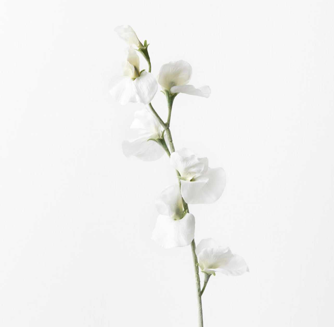 Sweetpea Spray White