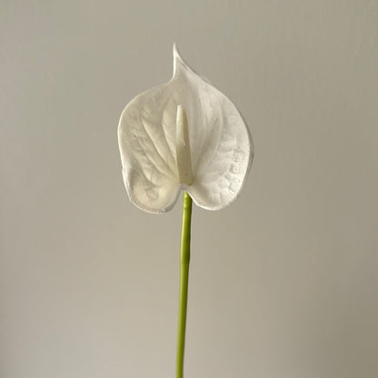 Real Touch Anthurium White Small