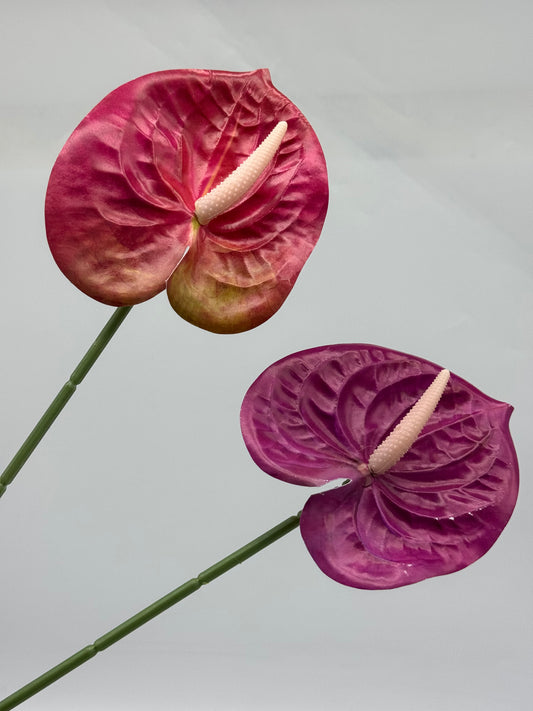 Anthurium Single Stem