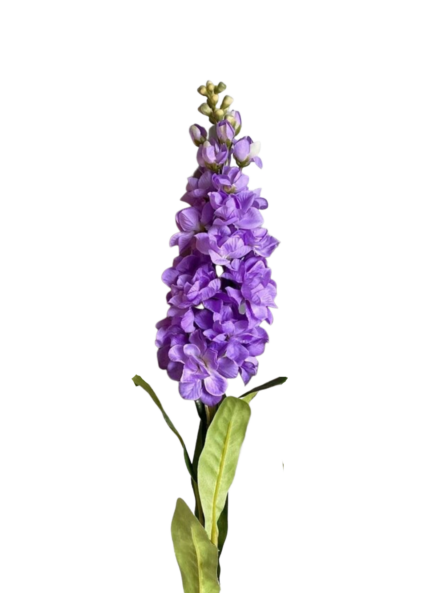 Hyacinth Purple Stem