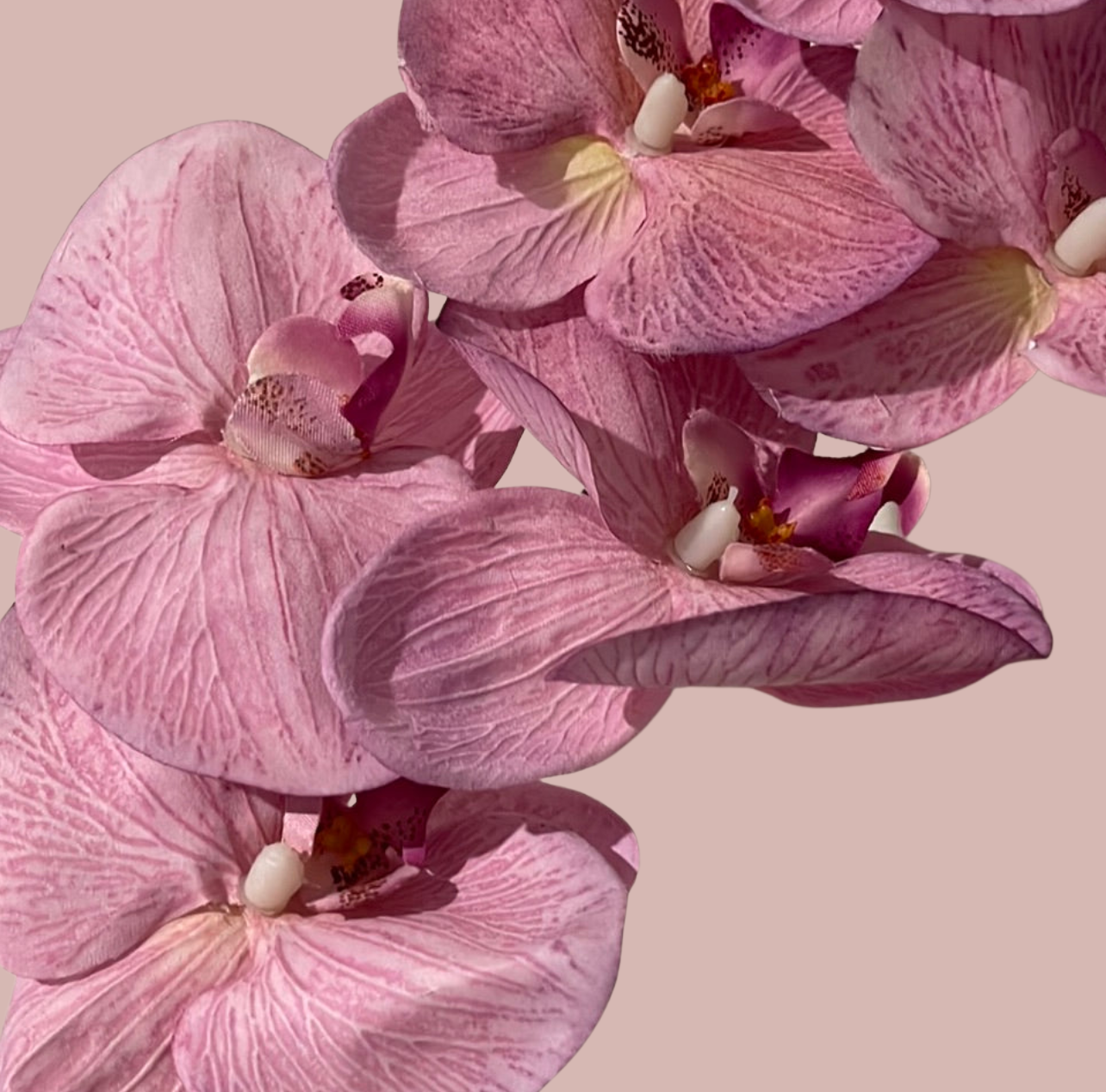 Single Stem Orchid Phalaenopsis 9 Heads Pink