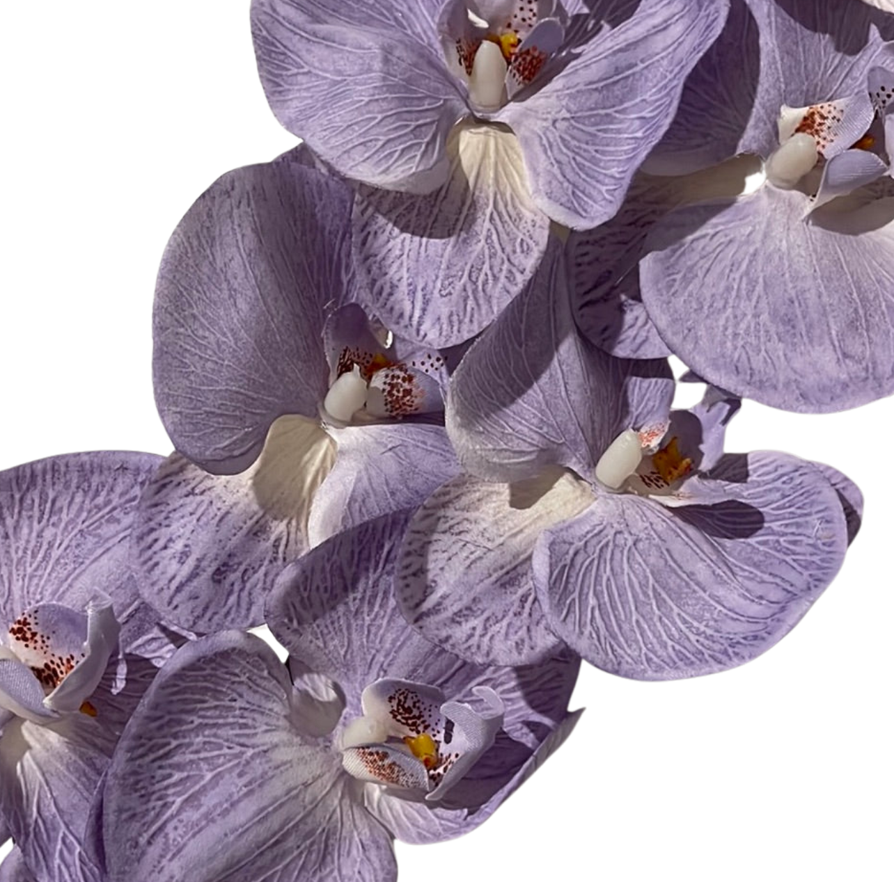 Single Stem Orchid Phalaenopsis 9 Heads Purple