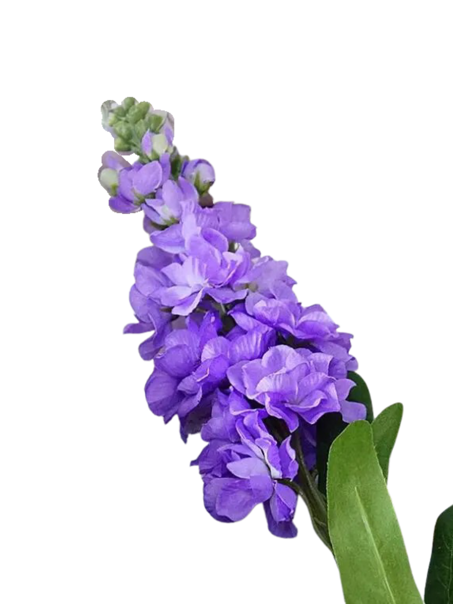 Hyacinth Purple Stem