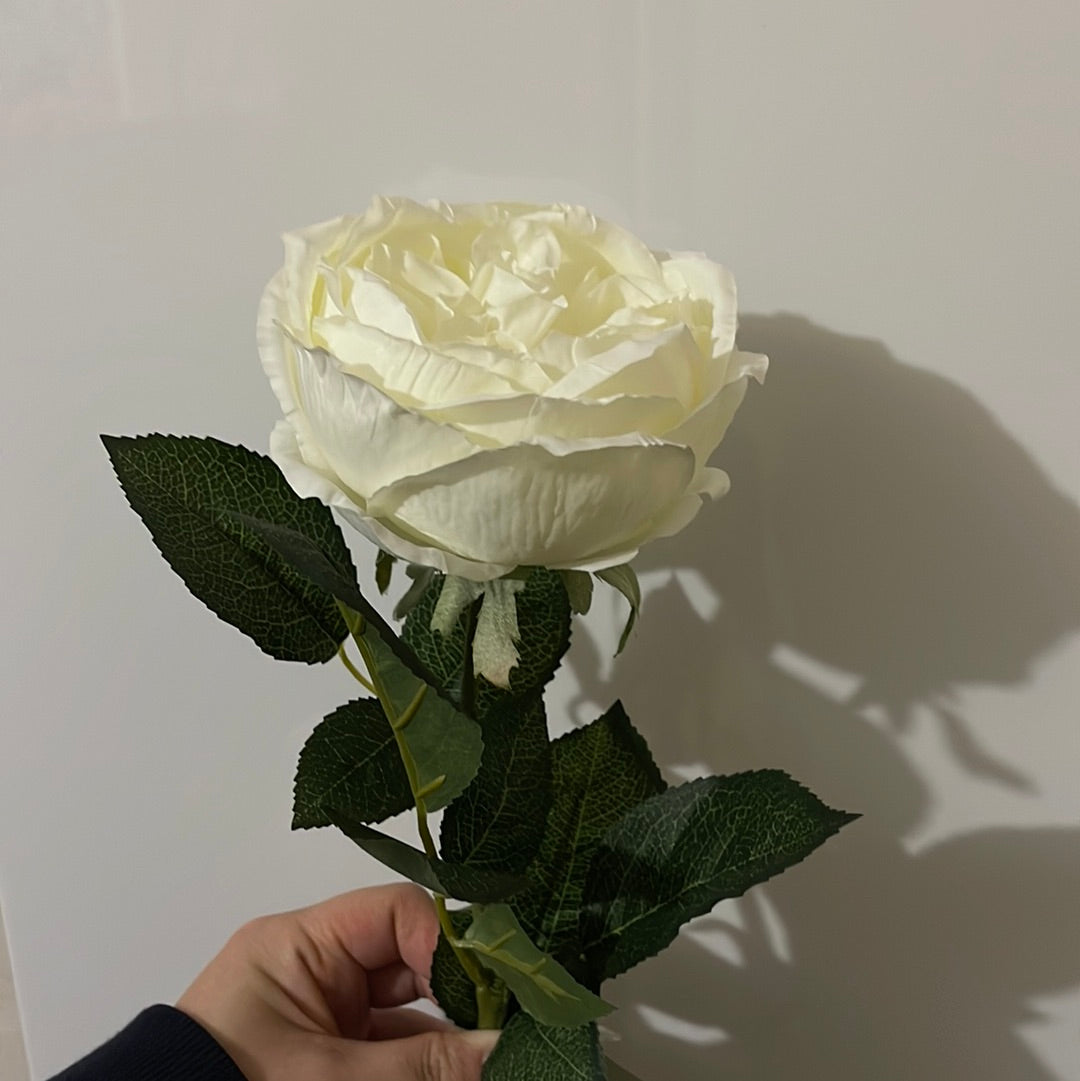 Single Stem David Austin Rose White