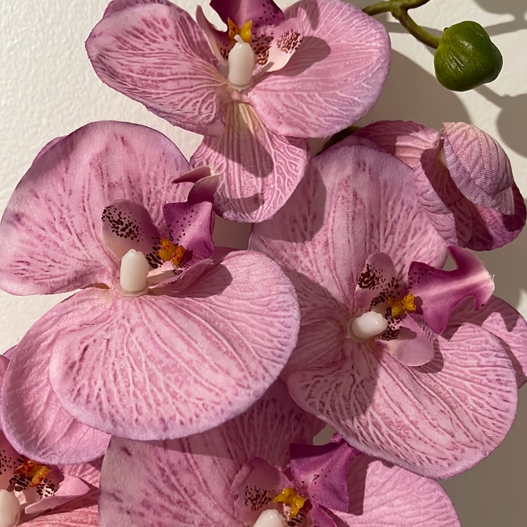 Single Stem Orchid Phalaenopsis 9 Heads Pink