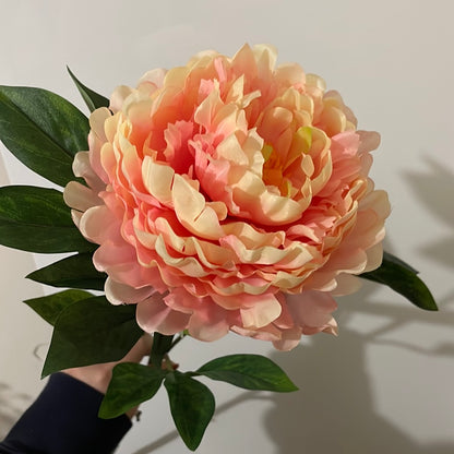 CLEARANCE Princess Peony Champagne Pink Extra Large