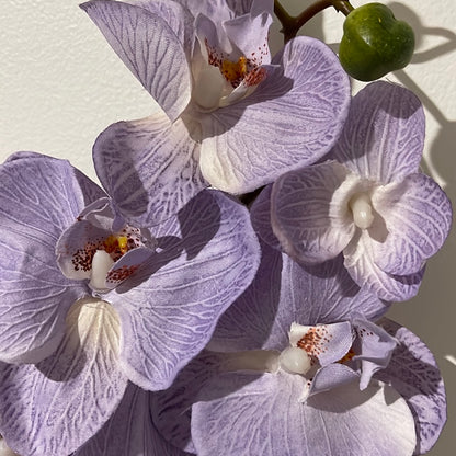 Single Stem Orchid Phalaenopsis 9 Heads Purple