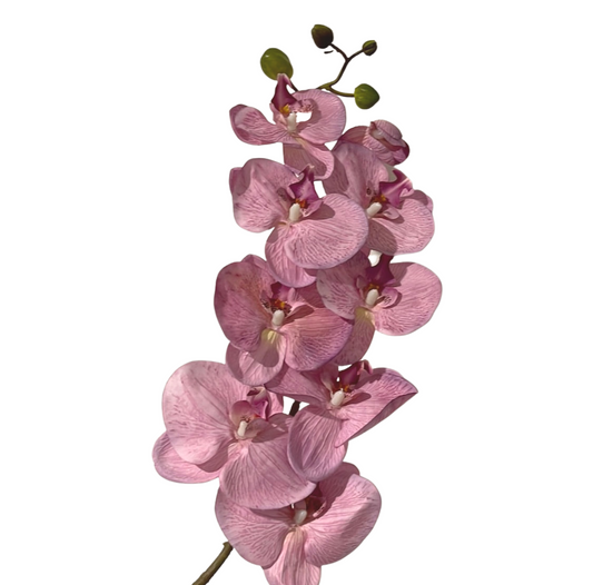 Single Stem Orchid Phalaenopsis 9 Heads Pink