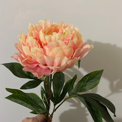 CLEARANCE Princess Peony Champagne Pink Extra Large