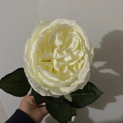 Single Stem David Austin Rose White