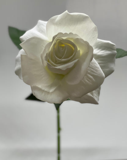 Velvet Single Stem Rose White