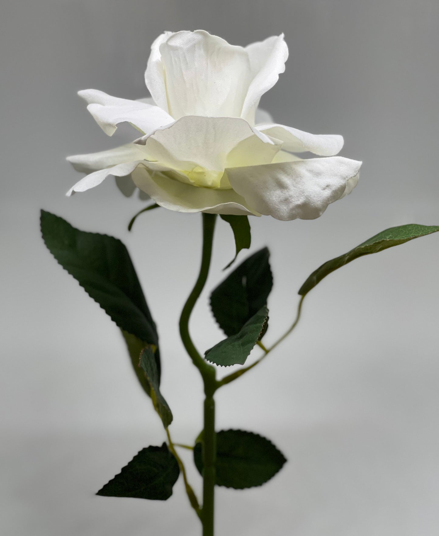 Velvet Single Stem Rose White