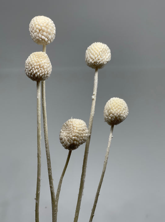 Billy Buttons Faux Dried 5pcs White