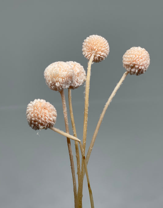 Billy Buttons Faux Dried 5pcs Blush