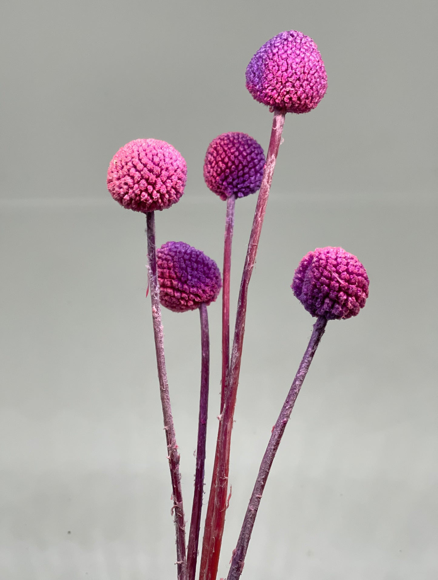 Billy Buttons Faux Dried 5pcs Pink/Purple