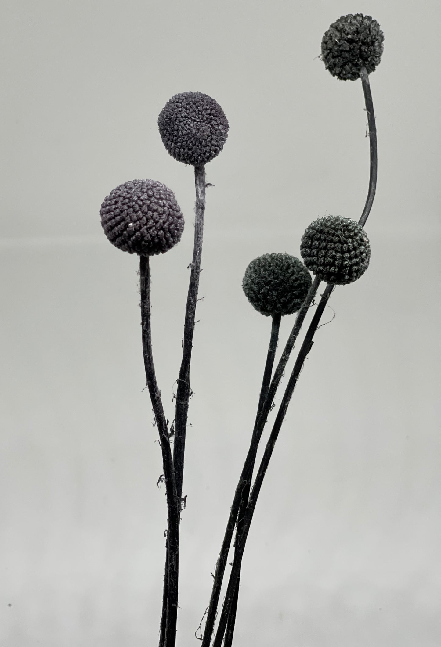 Billy Buttons Faux Dried 5pcs Black