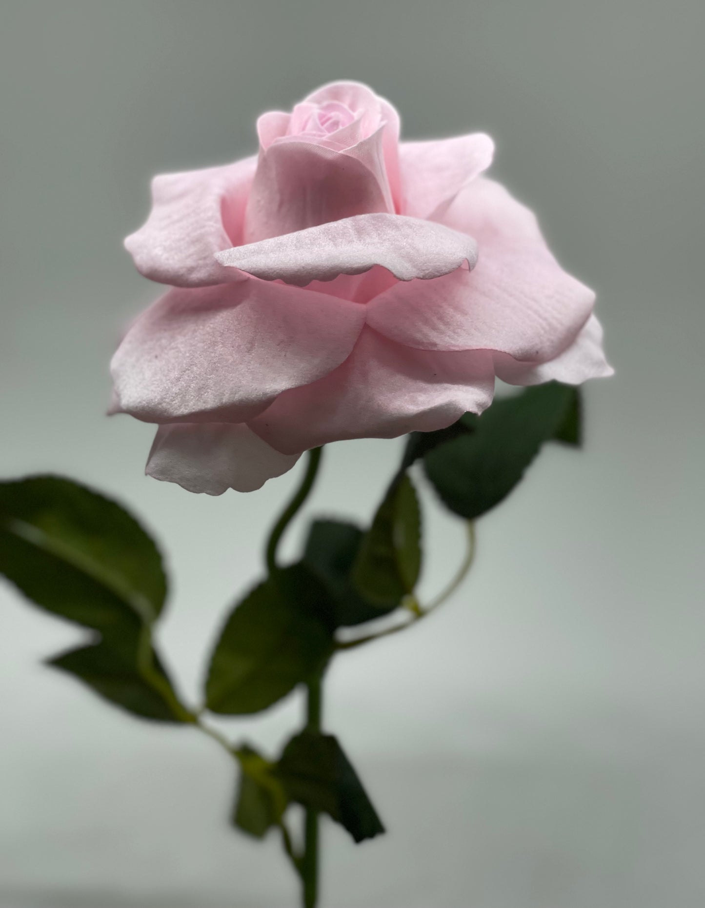 Velvet Single Stem Rose Light Pink