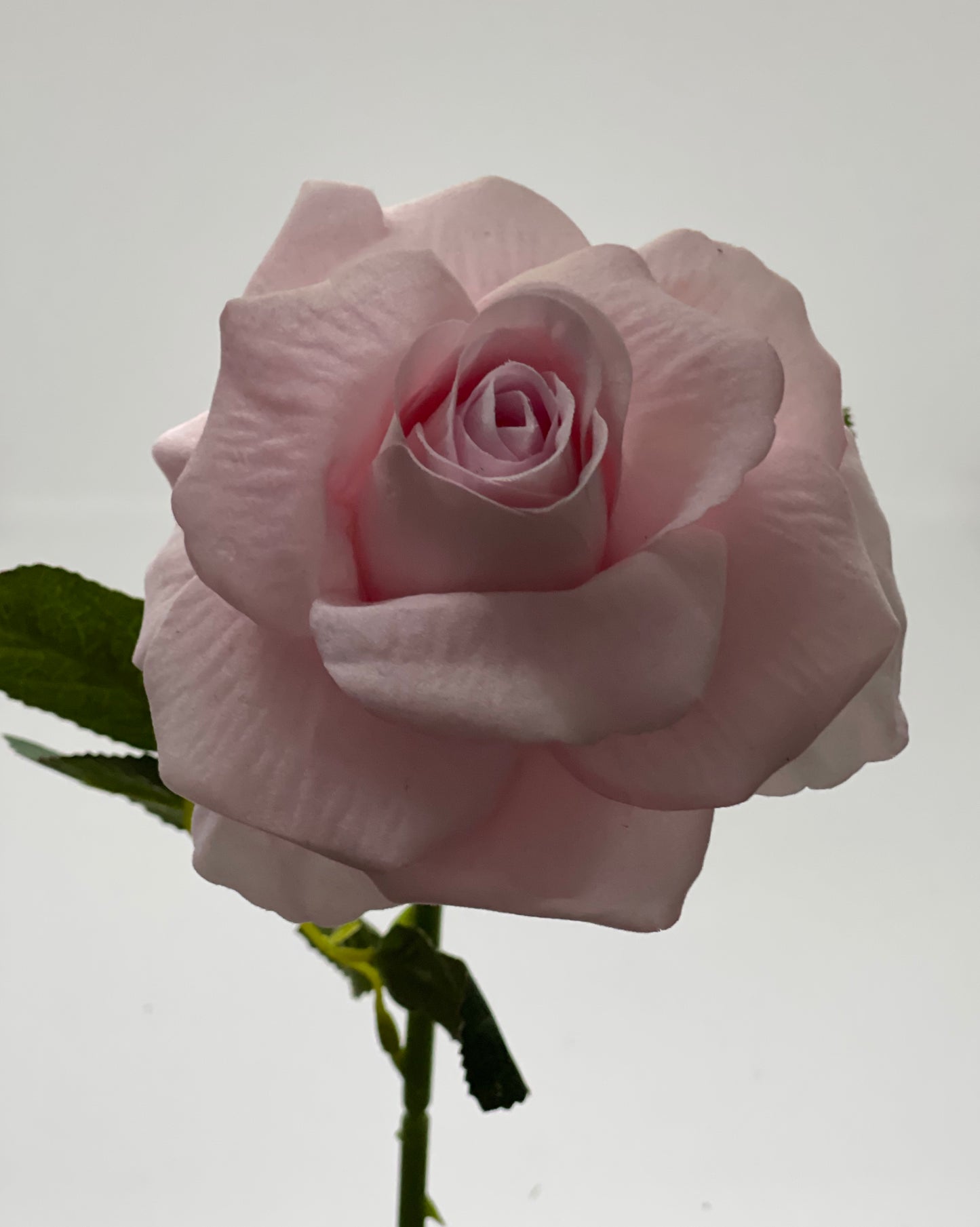 Velvet Single Stem Rose Light Pink