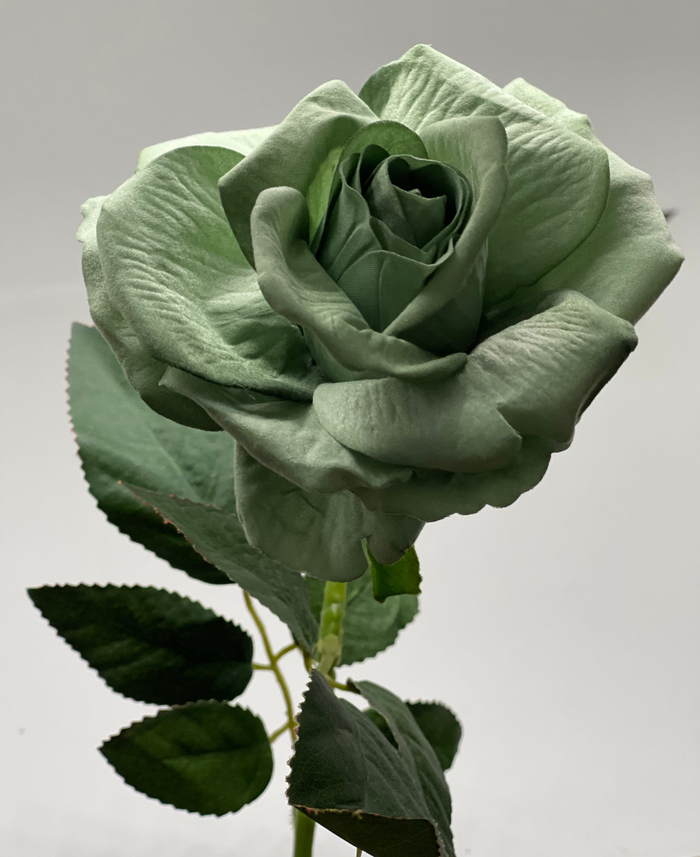 Velvet Single Stem Rose Green