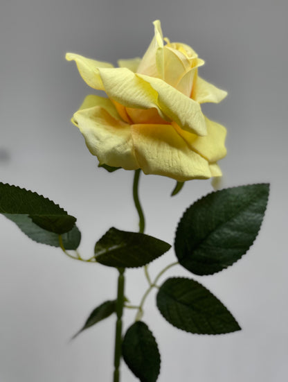 Velvet Single Stem Rose Yellow