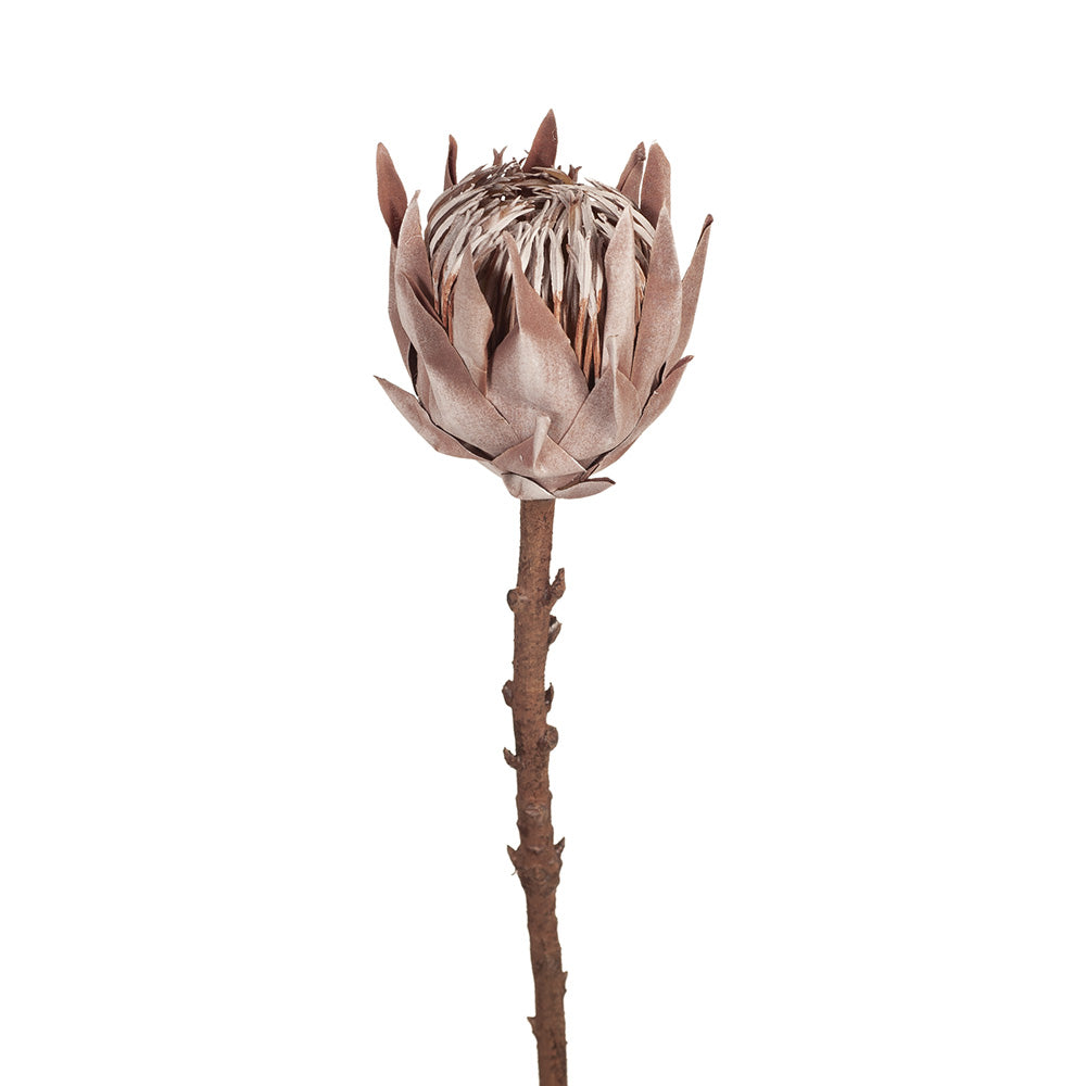 Single King Protea Brown